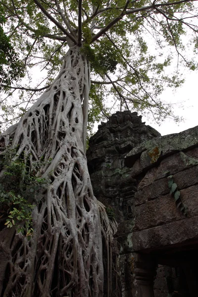 Preah Khan Tapınağı Angkor, Siem Reap, Kamboçya — Stok fotoğraf