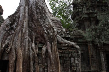 Ta Prohm Tapınağı Angkor, Siem Reap, Kamboçya
