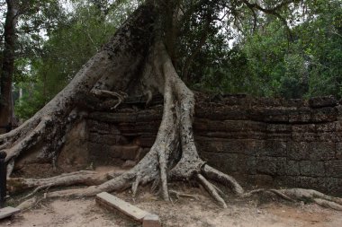 Ta Prohm Tapınağı Angkor, Siem Reap, Kamboçya