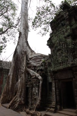 Ta Prohm Tapınağı Angkor, Siem Reap, Kamboçya