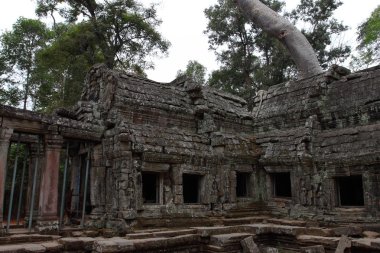 Ta Prohm Tapınağı Angkor, Siem Reap, Kamboçya