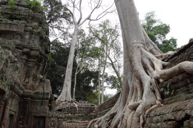 Ta Prohm Tapınağı Angkor, Siem Reap, Kamboçya