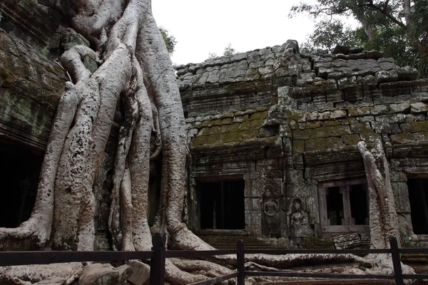 Ta Prohm Temple in Angkor, Siem Reap, Cambodia — Stock Photo, Image