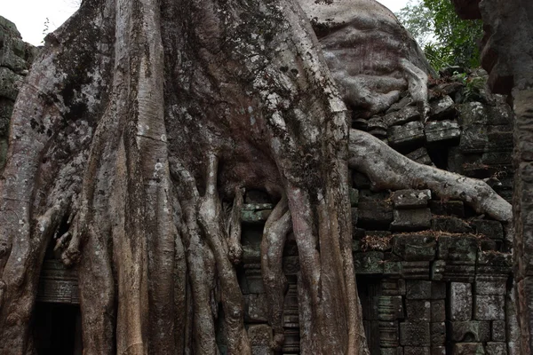 Ta Prohm chrám Angkor, Siem Reap, Kambodža — Stock fotografie