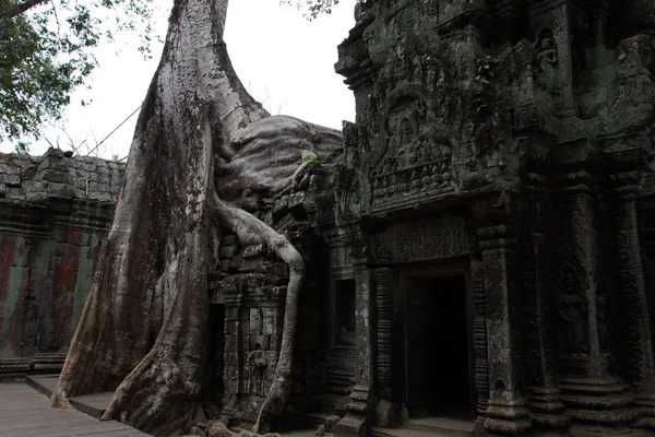 Ta Prohm Temple in Angkor, Siem Reap, Cambodia — Stock Photo, Image