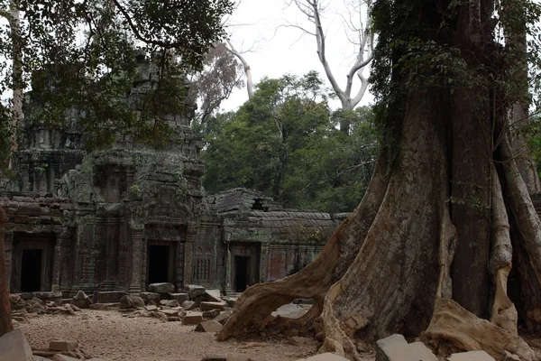 Templo de Ta Prohm em Angkor, Siem Reap, Camboja — Fotografia de Stock