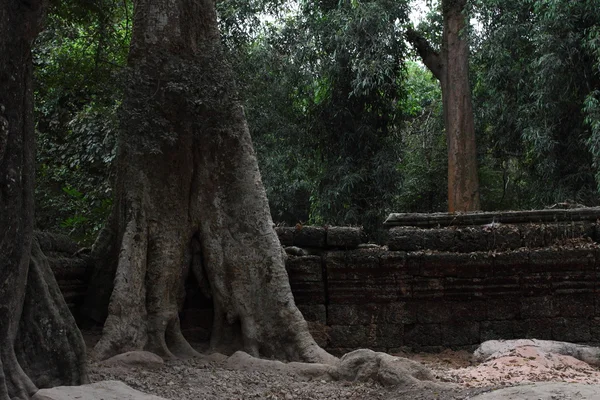 Templo de Ta Prohm em Angkor, Siem Reap, Camboja — Fotografia de Stock