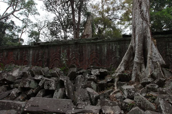 Ta prohm Tempel in angkor, siem reap, Kambodscha — Stockfoto