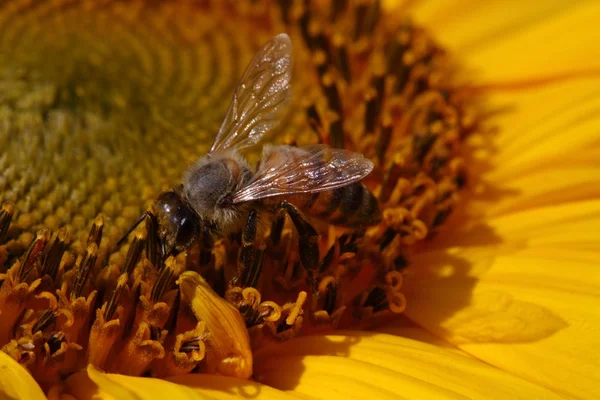 Sonnenblume und Biene — Stockfoto