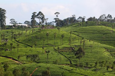 Sri Lanka, siyah çay plantasyon hill