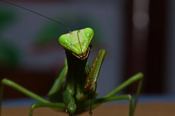 Zelené Mantis Mantodea je docela silná hmyz — Stock fotografie