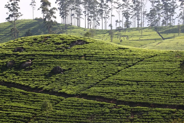 Sri Lanka zwarte thee plantage hill — Stockfoto