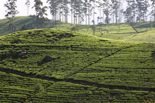 Sri Lanka, colina de plantación de té negro — Foto de Stock