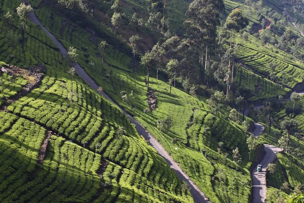Sri Lanka, colina de plantación de té negro — Foto de Stock