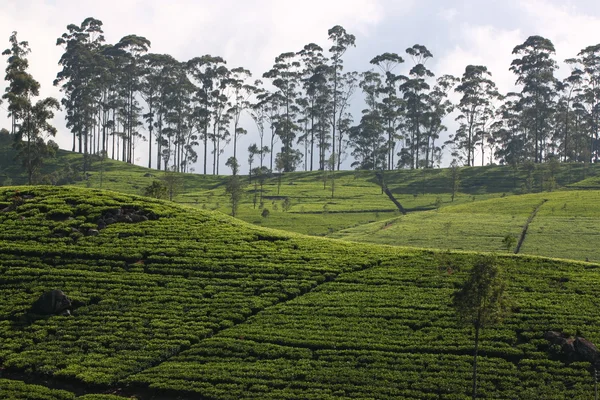 Sri Lanka, svart te plantage hill — Stockfoto