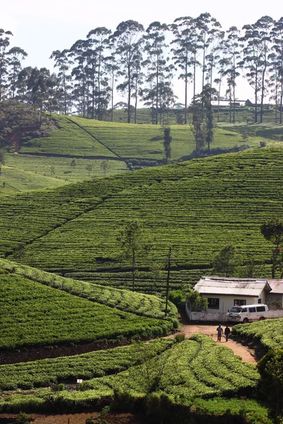 Sri Lanka, colina de plantación de té negro — Foto de Stock