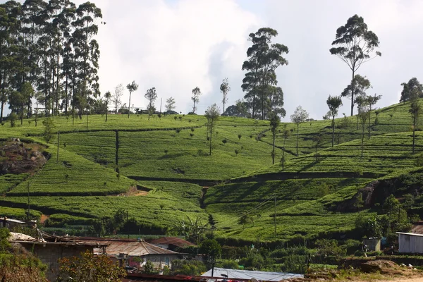 スリランカの紅茶プランテーションの丘 — ストック写真