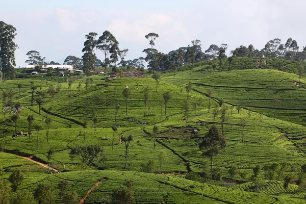 Sri Lanka, colina de plantación de té negro — Foto de Stock