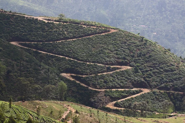 Sri Lanka, siyah çay plantasyon hill — Stok fotoğraf