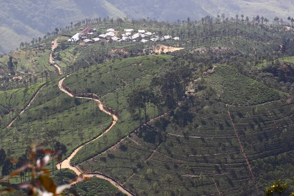 Srí Lanka-i, a fekete tea ültetvény hill — Stock Fotó