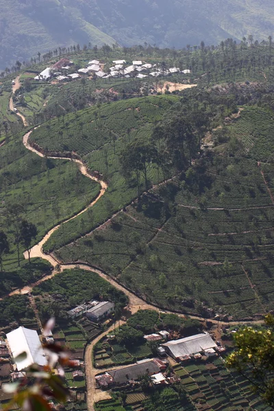 Sri Lanka, black tea plantation hill — Stock Photo, Image