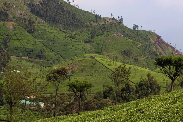 Sri Lanka, svart te plantage hill — Stockfoto