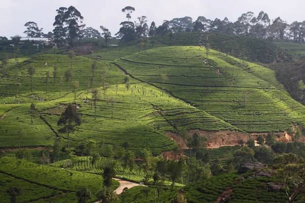 Sri Lanka, colina de plantación de té negro — Foto de Stock
