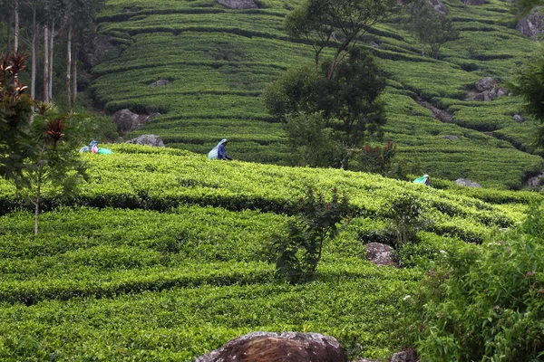 Haputale, Sri Lanka, te plockning — Stockfoto