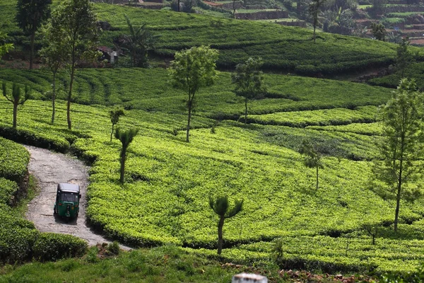 Sri Lanka, colina de plantación de té negro — Foto de Stock