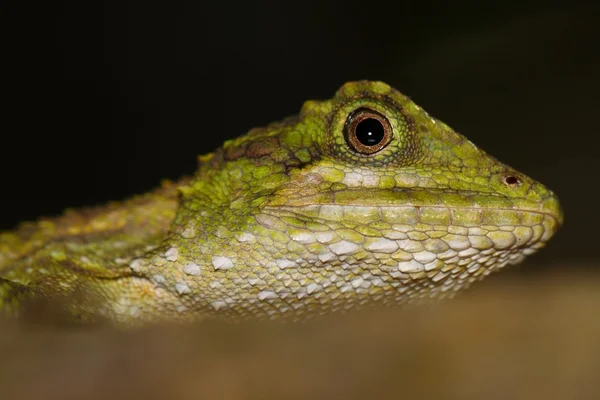 Petit lézard dans le bois la nuit — Photo