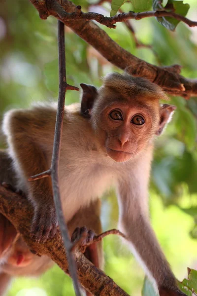 Małpa Makak rezus — Zdjęcie stockowe