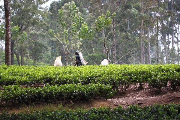 Haputale, Sri Lanka, tea picking — Stock Photo, Image