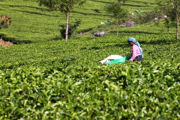 Haputale, Sri Lanka, recolección de té — Foto de Stock