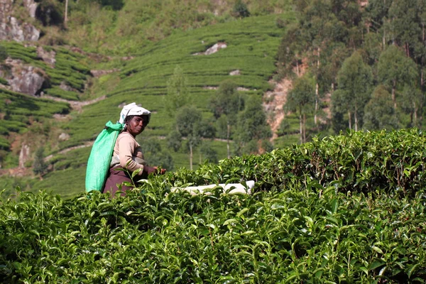 Haputale, Sri Lanka, recolección de té — Foto de Stock