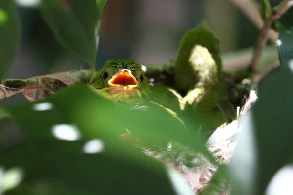 Zosterops japonicas Küken — Stockfoto