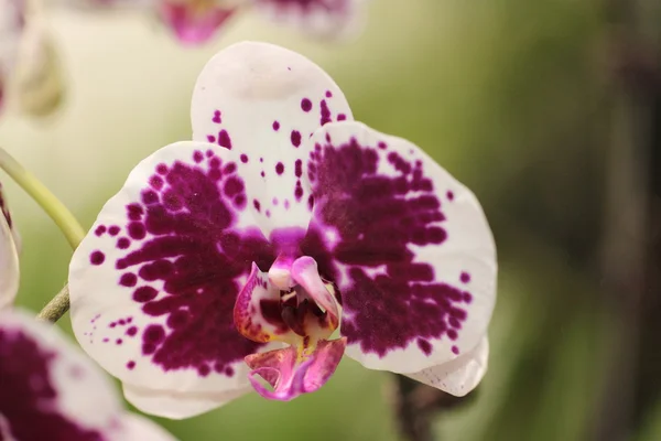 Paphiopedilum, pestré, překrásná květ orchideje, — Stock fotografie