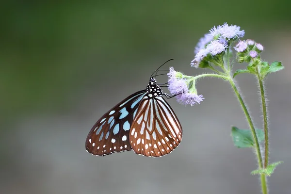 美丽的蝴蝶，在树林里 — 图库照片