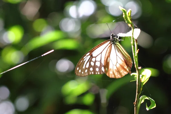 Beautiful butterfly in the wood — Stock Photo, Image