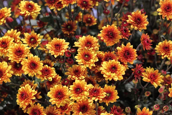 Beautiful Chrysanthemum, Dendranthema morifolium, Asteraceae — Stock Photo, Image