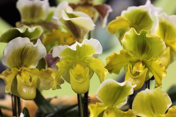 Paphiopedilum, květ orchideje — Stock fotografie