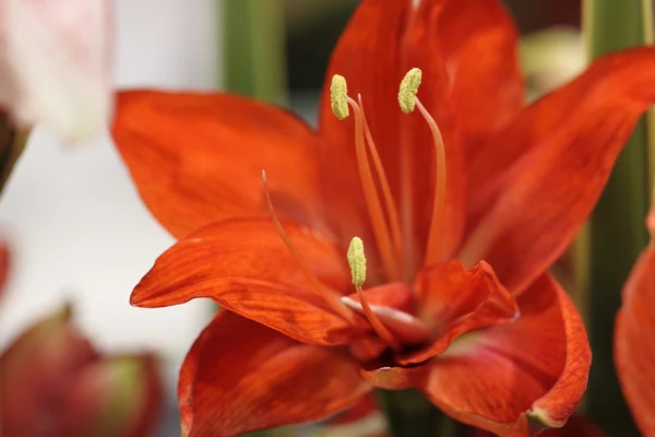 Lilium bonita, flor de Liliaceae — Fotografia de Stock