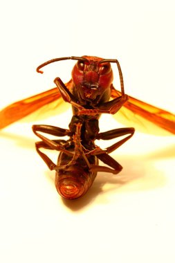 Eşekarısı Vespa Yengeç Velutina Makro 'nun yakın plan görüntüsü 