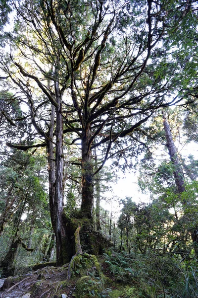 Trilha Lago Cueifong Área Recreação Florestal Nacional Taipingshan Yilan Taiwan — Fotografia de Stock