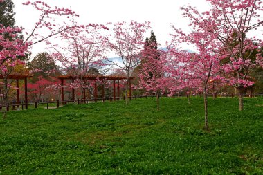 Alishan Ulusal Orman Dinlenme Bölgesi 'nde Kiraz Çiçeği, Alishan Kasabası, Chiayi, TAIWAN