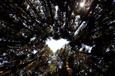 Alishan Ulusal Orman Dinlenme Alanı, Alishan Kasabası, Chiayi, TAIWAN