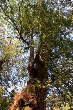 Alishan Ulusal Orman Dinlenme Alanı, Alishan Kasabası, Chiayi, TAIWAN