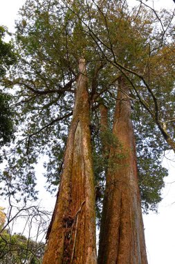 Alishan Ulusal Orman Dinlenme Alanı, Alishan Kasabası, Chiayi, TAIWAN