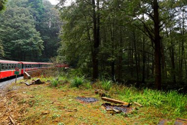 Alishan Ulusal Orman Dinlenme Alanında demiryolu üzerindeki orman treni, Alishan Kasabası, Chiayi, TAIWAN