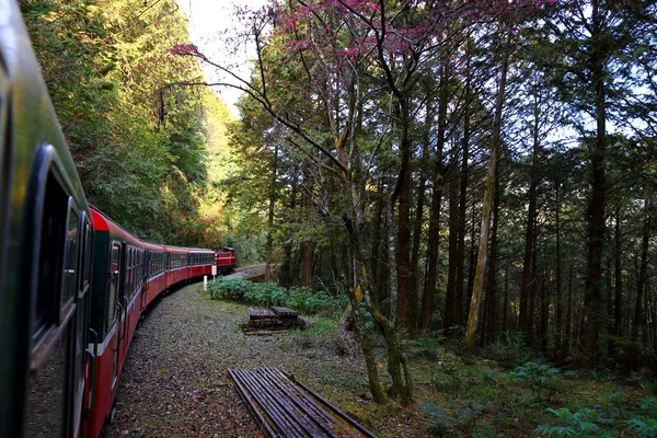Alishan Ulusal Orman Dinlenme Alanında demiryolu üzerindeki orman treni, Alishan Kasabası, Chiayi, TAIWAN