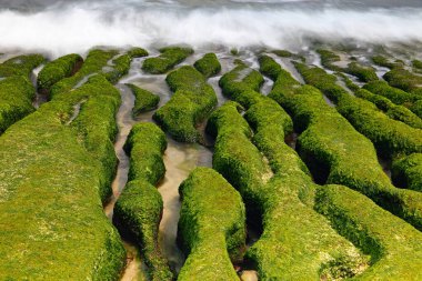 Laomei Yeşil Resifi, Tayvan 'ın New Taipei şehrinde mevsimlik yosunlu volkanik kayalar.